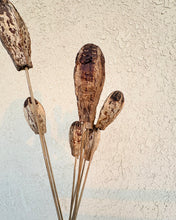 Load image into Gallery viewer, Mahogany Pod Stem Bunch