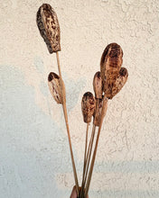 Load image into Gallery viewer, Mahogany Pod Stem Bunch