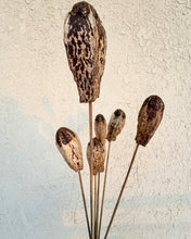 Load image into Gallery viewer, Mahogany Pod Stem Bunch