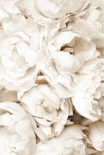 Load image into Gallery viewer, White Peonies Poster