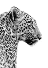 Load image into Gallery viewer, LEOPARD PROFILE POSTER