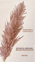 Load image into Gallery viewer, Brown Tall Pampas (10 stems Bunch)