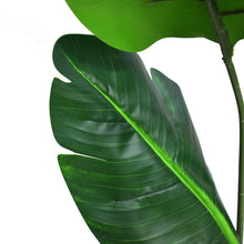 Load image into Gallery viewer, Bird of paradise Tree