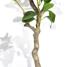 Load image into Gallery viewer, Faux Green Leaf Tree