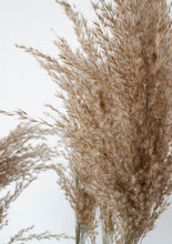 Load image into Gallery viewer, Fluffy Brown Pampas (10 stems Bunch)