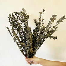 Load image into Gallery viewer, Natural dried Eucalyptus bunch