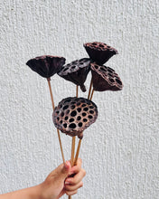Load image into Gallery viewer, Lotus stems