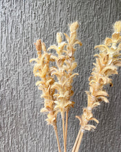 Load image into Gallery viewer, Twiggy stems