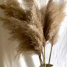 Load image into Gallery viewer, Brown Wide Cortaderia Pampas