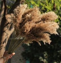 Load image into Gallery viewer, Small Fluffy Brown Pampas