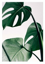 Load image into Gallery viewer, MONSTERA POSTER