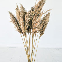 Load image into Gallery viewer, Small Fluffy Brown Pampas