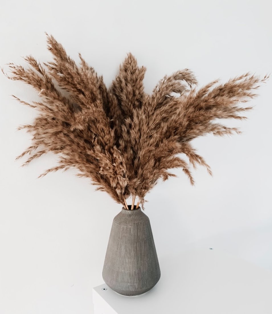 Fluffy Brown Pampas (10 stems Bunch)