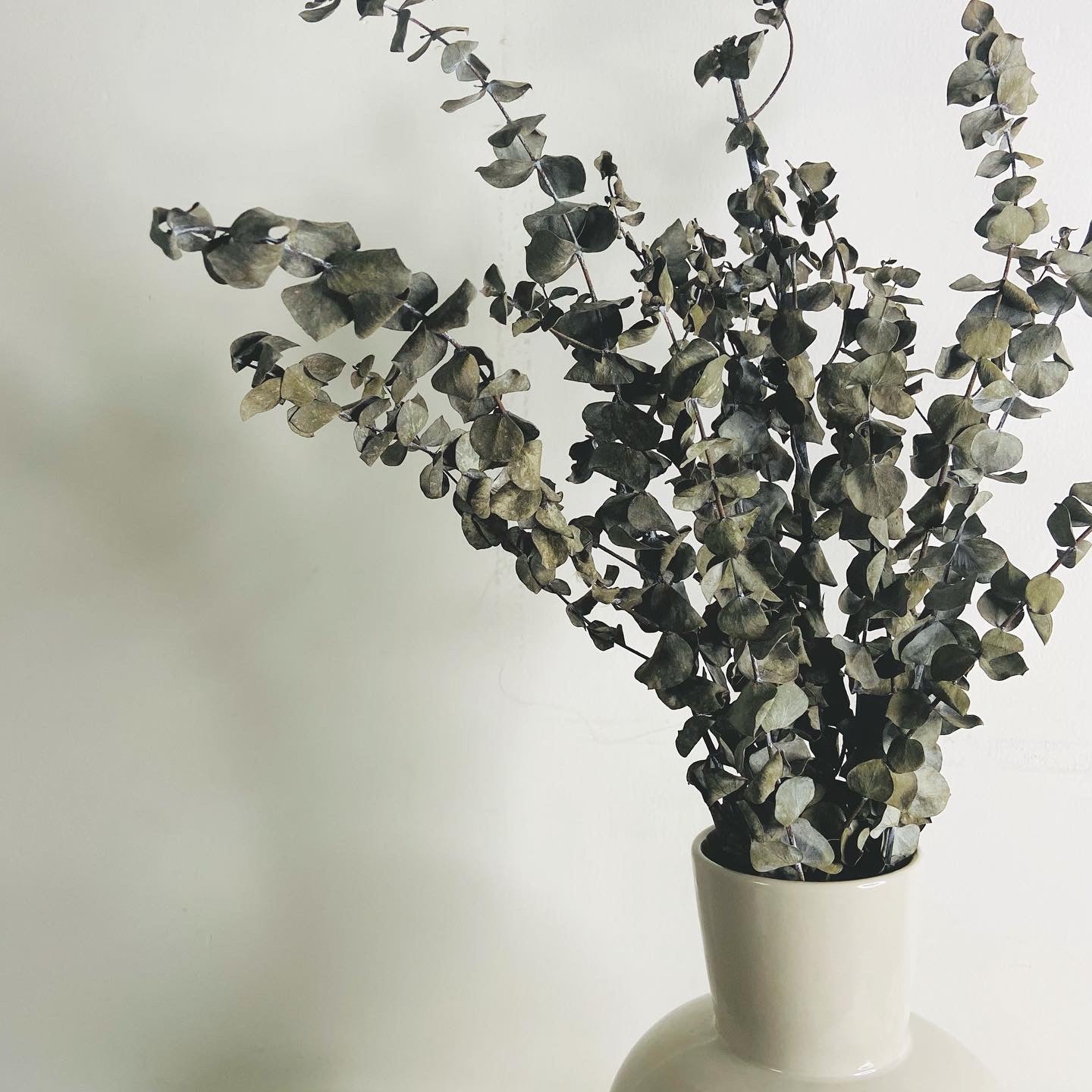 Natural dried Eucalyptus bunch