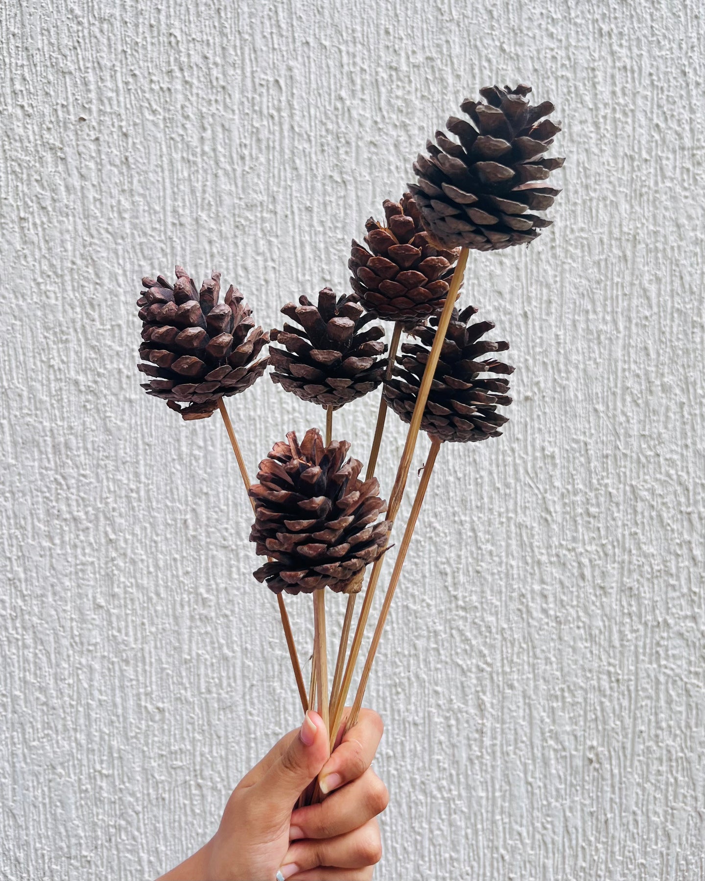 Pinecone stems