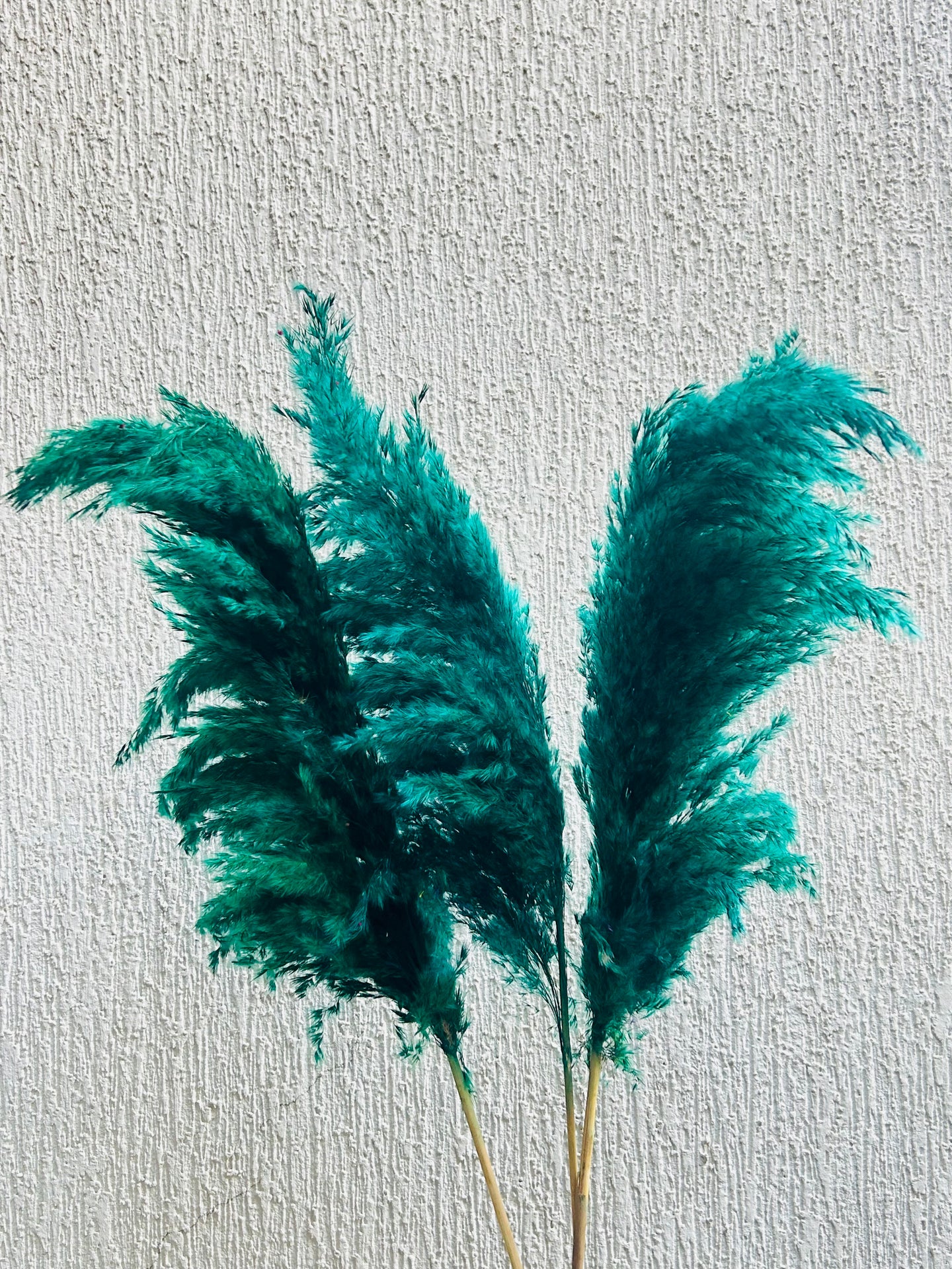 Green Fluffy Pampas
