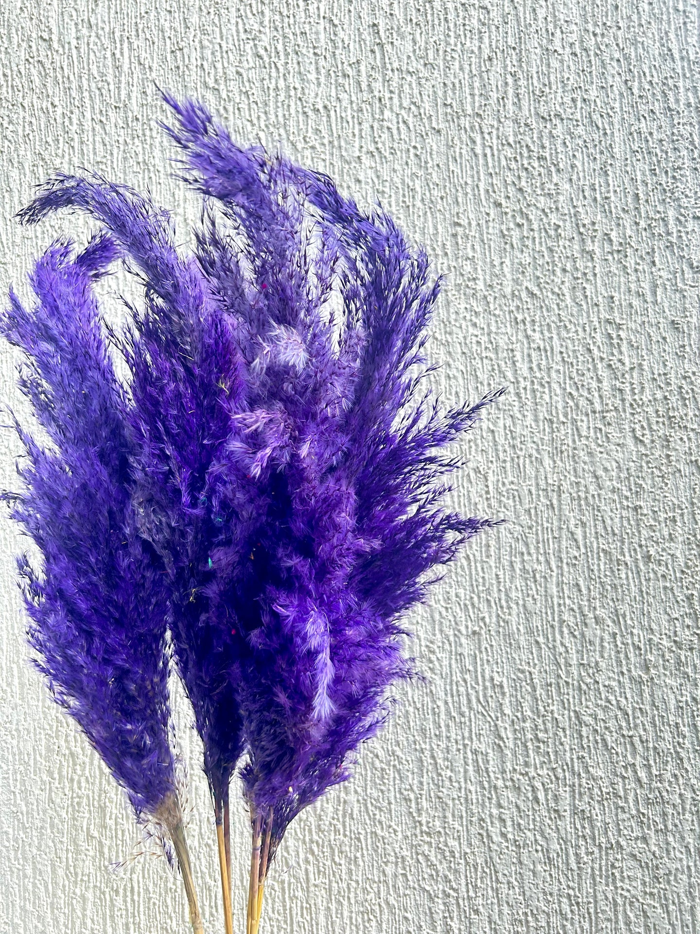 Purple Fluffy Pampas