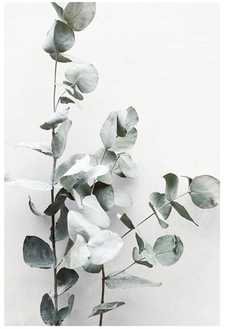Eucalyptus Branch Poster