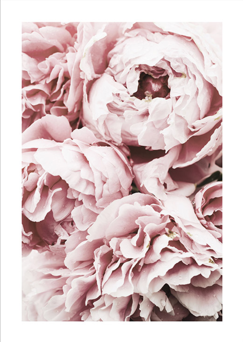 Pink Flora Poster