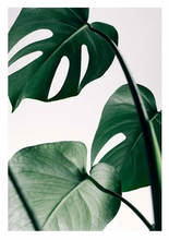 Load image into Gallery viewer, MONSTERA POSTER
