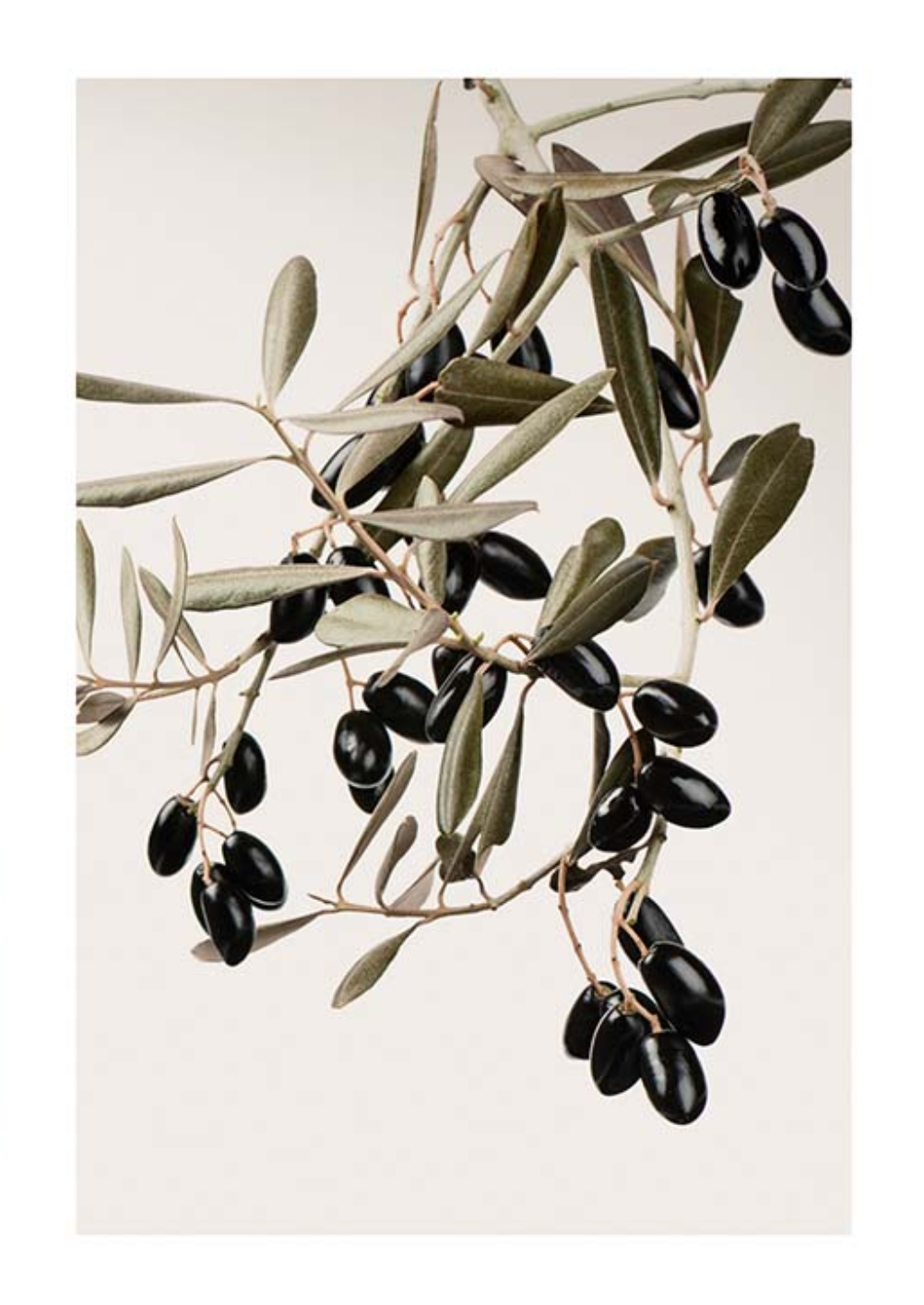 Olive Branch Poster